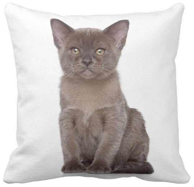 Poduszka dekoracyjna kot burmski burmański pod-6589